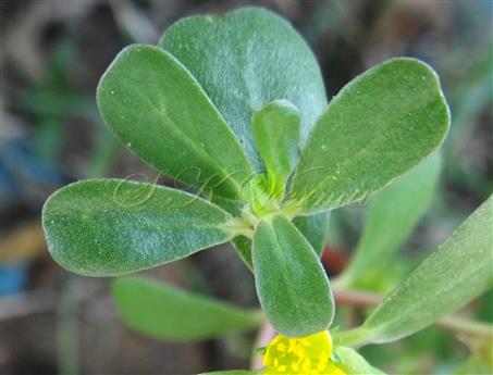  Leaves